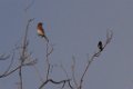 Eastern Bluebird - Lesser Goldfinch 2013-10-12_1